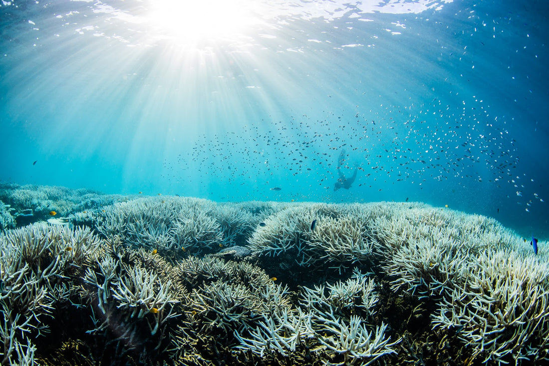 Coral bleaching underwater