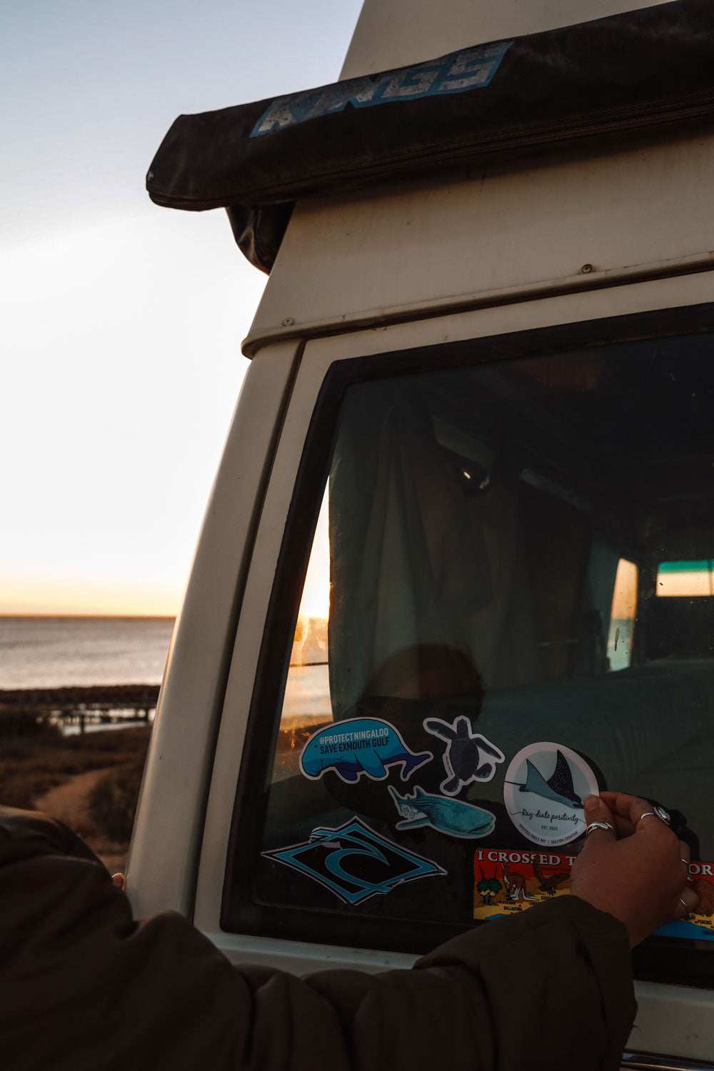 Sticker - Baby Turtle Hatchling - Sailfish Creative