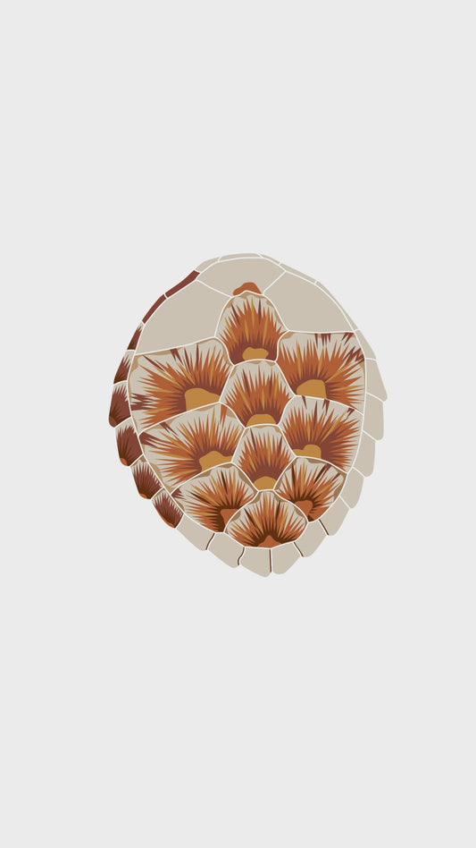 Birthday Card - Juvenile Green Turtle