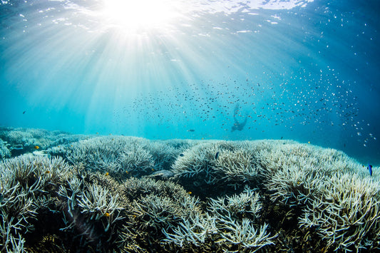Coral bleaching underwater